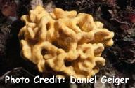  Axinella damicornis (Elk Horn Sponge)