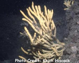  Axinella dissimilis (Giant Finger Sponge)