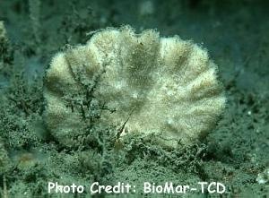  Axinella flustra (Fan Sponge)