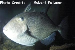  Balistes capriscus (Grey Triggerfish)