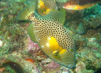  Balistes punctatus (Bluespotted Triggerfish, Golden Heart Triggerfish)