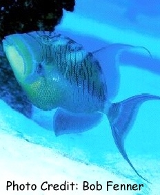  Balistes vetula (Queen Triggerfish)
