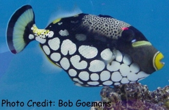  Balistoides conspicillum (Clown Triggerfish, Spotted Triggerfish, Bigspotted Triggerfish)