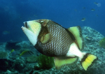  Balistoides viridescens (Titan Triggerfish)