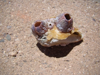  Tetraclita stalactifera (Volcano Barnacles)