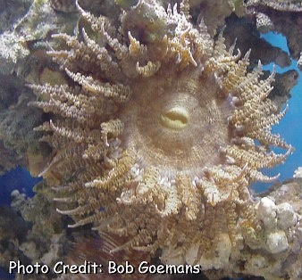  Bartholomea annulata (Curleycue Anemone, Ringed Anemone)