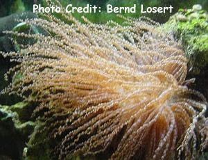  Bartholomea lucida (Knobby Anemone)