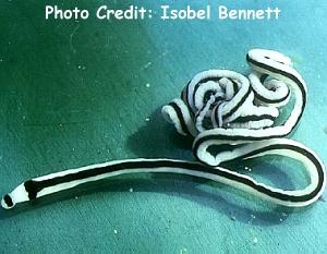  Baseodiscus hemprichii (Barred Ribbon Worm)