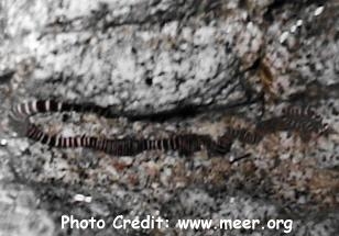  Baseodiscus mexicanus (Zebra Ribbon Worm)