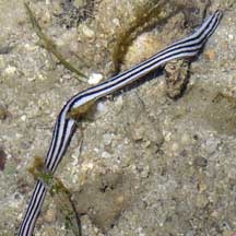  Baseodiscus quinquelineatus (Striped Ribbon Worm)