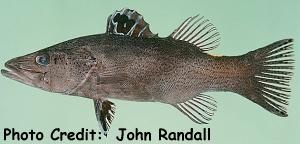  Belonoperca chabanaudi (Chabanaud’s Soapfish, Arrowhead Soapfish)
