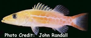  Belonoperca pylei (Orangespotted Soapfish, Dr Seuss Soapfish)