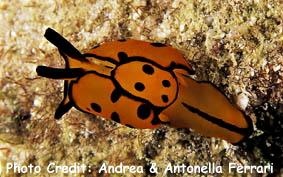  Berthella martensi (Sea Slug)