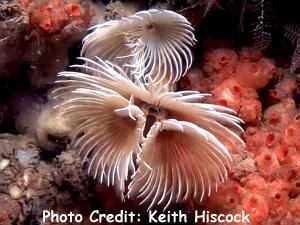  Bispira volutacornis (Spiral Fan Worm)