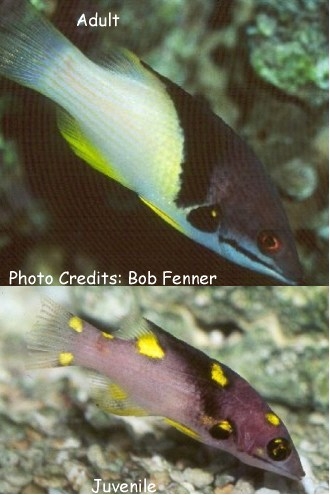  Bodianus mesothorax (Split-level Hogfish)