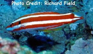  Bodianus opercularis (Redstripe Hogfish, Blackspot Hogfish)