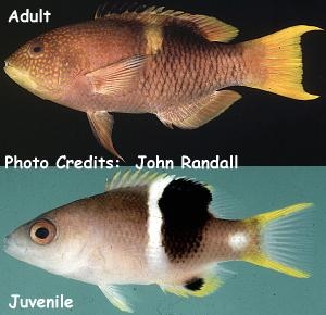  Bodianus perditio (Goldenspot Hogfish)