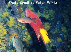  Bodianus pulchellus (Cuban Hogfish, Spotfin Hogfish)