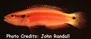  Bodianus sanguineus (Sunrise Wrasse)