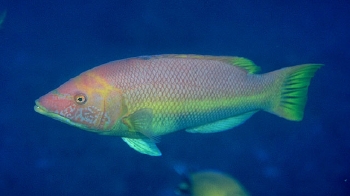  Bodianus scrofa (Barred Hogfish)