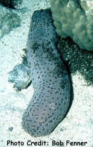  Bohadschia argus (Ocellated Sea Cucumber)