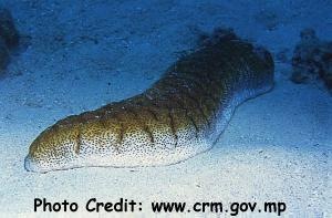  Bohadschia marmorata (Chalky Sea Cucumber, Brown Sandfish)