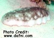  Bohadschia tenuissima (Plain Sea Cucumber)