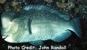  Bolbometopon muricatum (Green Humphead Parrotfish)