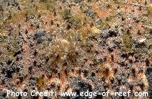  Boloceroides mcmurrichii (Swimming Anemone)