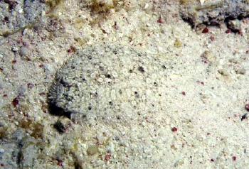  Bothus ocellatus (Eyed Flounder)
