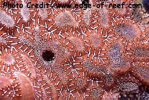  Botrylloides sp. (Encrusting Tunicate)