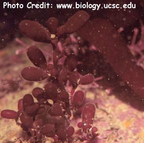 Botryocladia pseudodichotoma (Red Sea Grapes)