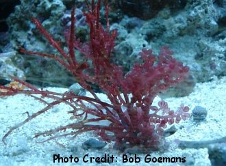  Botryocladia botryoides (Red Grape Algae)