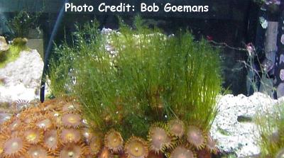  Bryopsis plumosa (Hair Alga)