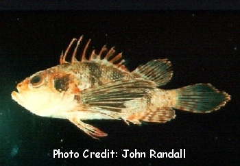  Brachypterois serrulata (Sawcheek Lionfish)