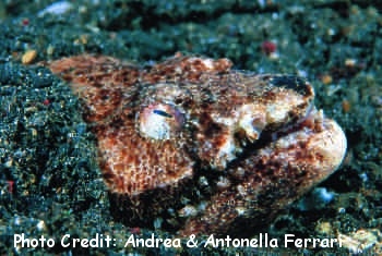  Branchysomophis henshawi (Reptilian Snake Eel)