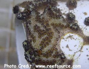  Brevicollus tuberatus (Colony Tunicate)