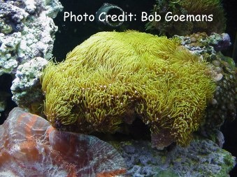  Pachyclavularia (Briareum) violacea (Green Star Polyps, Starburst Polyps)