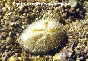  Brissus latecarinatus (Keeled Heart Urchin)