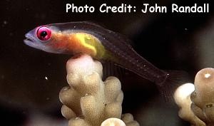  Bryaninops natans (Redeye Goby)