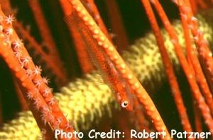  Bryaninops tigris (Black Coral Goby)