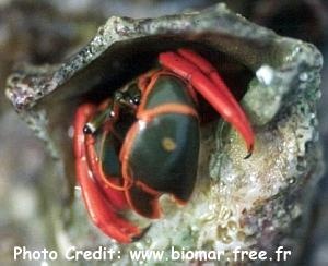  Calcinus californiensis (Red-leg Hermit)