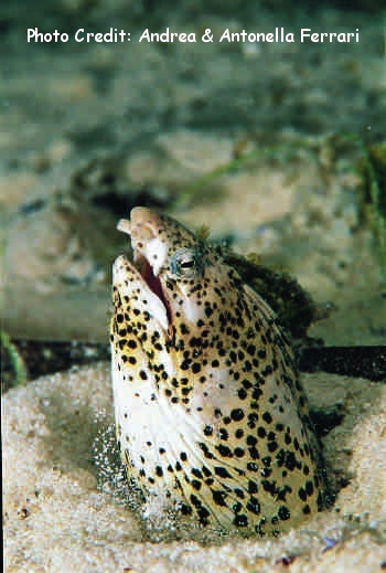  Callechelys marmorata (Marbled Snake Eel)