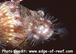  Calliactis polypus (Hermit Crab Anemone)