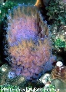  Callyspongia plicifera (Azure Cup Sponge, Vase Sponge)