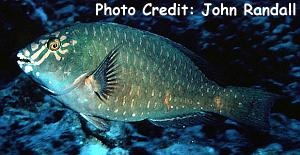  Calotomus carolinus (Carolines Parrotfish)