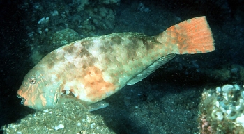  Calotomus japonicus (Japanese Parrotfish)