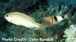  Calotomus spinidens (Spinytooth Parrotfish)