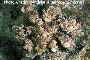  Camposcia retusa (Decorator Crab)