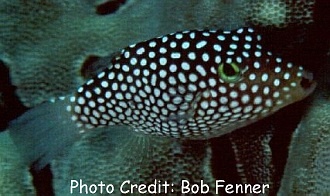  Canthigaster jactator (Hawaiian Whitespotted Toby)